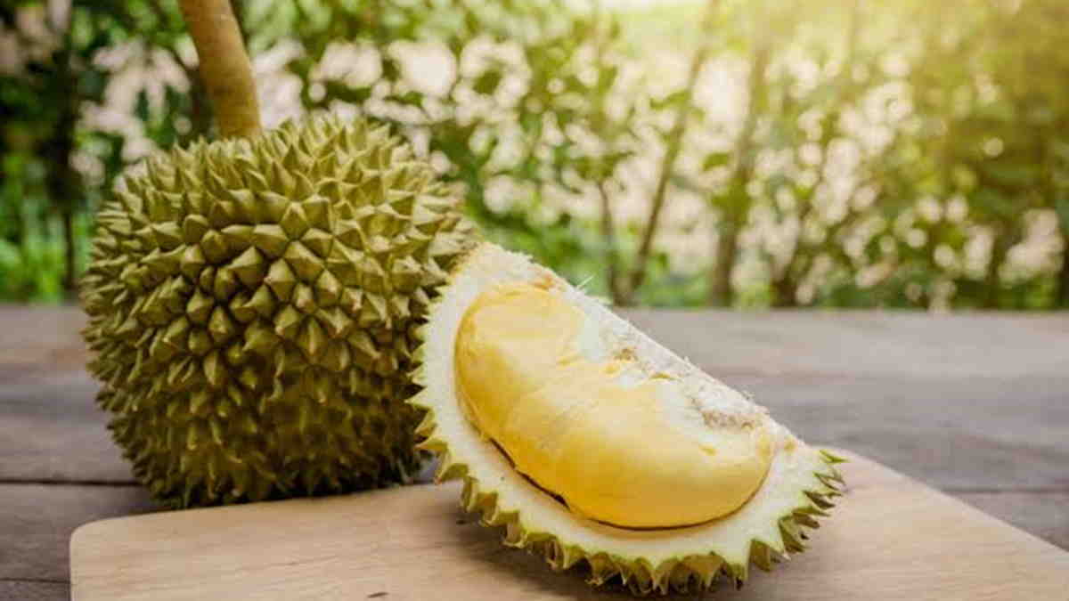 Ilmuwan Ubah Limbah Durian Jadi Perban Antibakteri